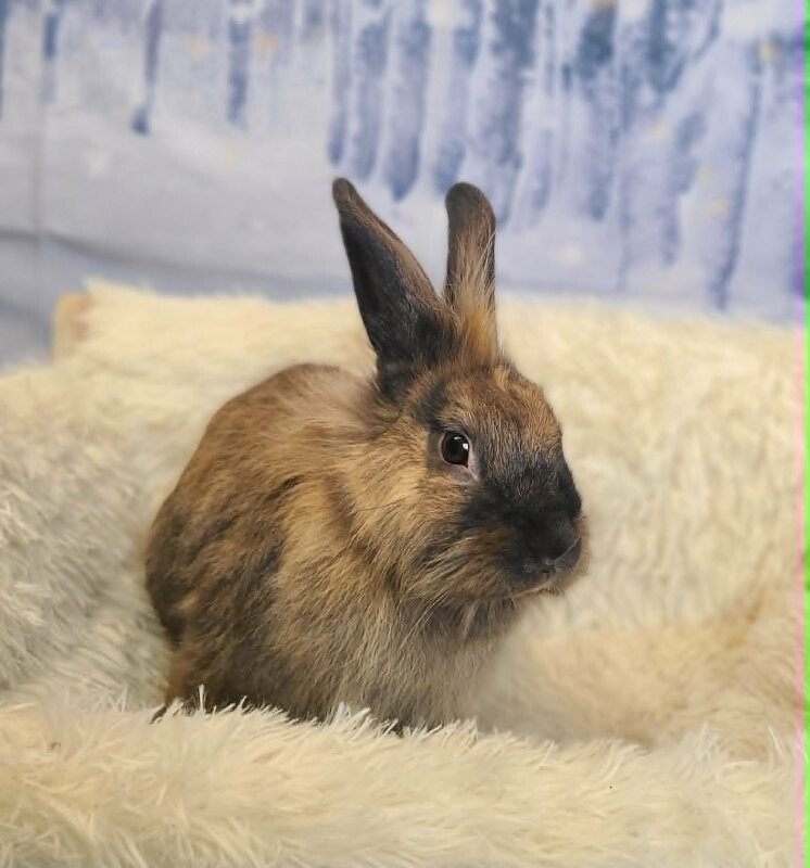 Picture of the Animal Listed